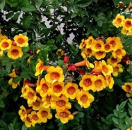 Pokok tecoma sparky