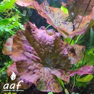 MERAH Tiger Lotus Red/Red Lotus - Water Plant