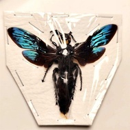 Foreign Insect Specimens Indonesia Spider Bee Wings Collection
