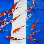 IKAN KOI GOSANKE SUPER SIZE 10-15CM ANAKAN IMPORT 