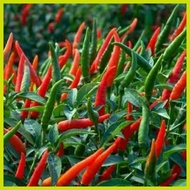 ╲ ➬ ⚠️ ▨ Hot Chili Pepper Seeds Taiwan Variety