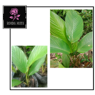 Pokok Lerek/Daun Lerek Untuk Lemang/Daun Nyirik @ phrynium pubinerve