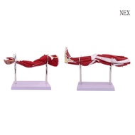NEX Human Limb Muscular Anatomy Model Upper and Lower Limb Anatomy Model Arm Leg Muscle Anatomy Mode