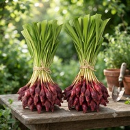500g Bawang Dayak Segar
