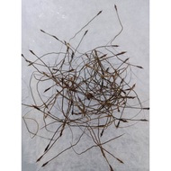 GRED AAA [50 PCS] B.P ASLI/AKAR/BULU/PERINDU/SANJEEVI VER