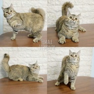 kucing british shorthair betina 10 bulan black golden.nonped