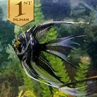 Manfish Tricolor Slayer Ikan Hias Aquascape Hiasan Aquarium Tanaman