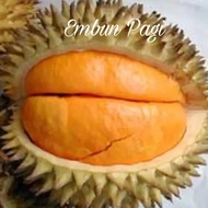 Bibit Buah Durian Elai atau Lai Asal Kalimantan Jaminan Valid jenisnya