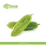 Fresh Bitter Gourd Peria Besar 500gram Fresh Vegetables