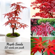 High Germination Japese Maple Seeds for Planting (50pcs/ Bag) Maple Tree Seed 枫树种子 Ornamental Air Plants Bonsai Tree