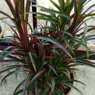 Pokok bunga puding(hiasan laman)