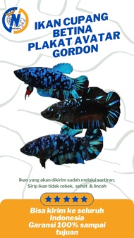 Ikan Cupang Plakat Betina Avatar Gordon