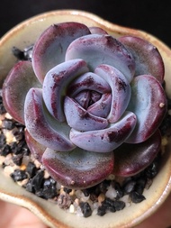 稀有) 藍莓 紫色多肉 韓國 控養小精品  連陶瓷花盆  植物 小盆栽 肉肉 succulents plant  gift 禮物 👑9年老店 紫色 Dark Opal【實拍】一盆價