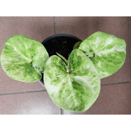 Caladium / Keladi Jade Emperor RARE stable & healthy plant