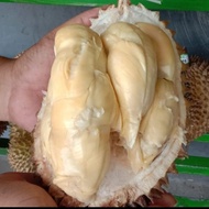 Durian Montong lokal utuh (perbuah)