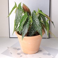 植栽 盆栽 l 白冰秋海棠  Deroma帝羅馬花盆 開幕盆栽 室內植栽