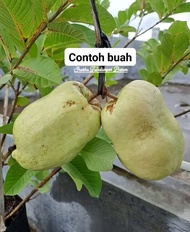 Selamat Datang Ditoko Kami Bibit Jambu kristal Farang Atau Jambu Pear Asal Bibit Okulasi Akar Sudah 