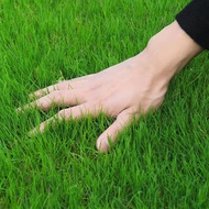 Imported Zoysia Grass Seeds Japanese Chinese Fine Leaf Zoysia Flat Seeds Four Seasons Cold-Resistant