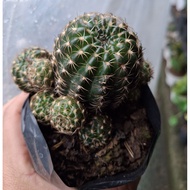 lovibia cactus/round cactus