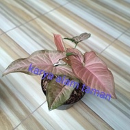 ready bibit tanaman hias syingonium pink daun bulat/pohon hias