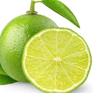 Thin Fresh Lemon Succulent Shell