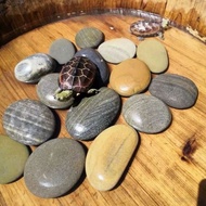 [現貨] 天然鵝卵石 魚缸造景 烏龜曬台 大塊橢圓石頭 Pure Natural River Pebbles Aquarium Decoration Turtle Basking Platform H