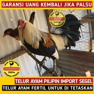 10 Butir Telur Fertil Ayam Pilipin Philipin Grey ASLI