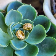 M1207F5 Seiko Full Diamond Spacer, About 8.0 * Thickness 4.2mm,