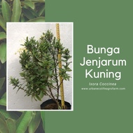 Anak Pokok Bunga Hiasan (Ixora / Jenjarum / Ixora coccinea)