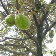 Baja Pokok Durian Kahwin Musang King ioi D24 ( BANYAKKAN BUAH ) Pack 1kg
