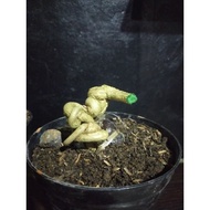 Sancang splitrunk grafting bonsai material