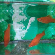 ikan platy swordtail(ekor pedang)