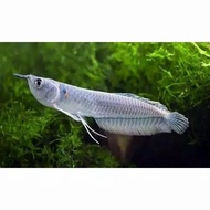 ikan arwana silver red 15cm COD BERGARANSI JAMIN HIDUP