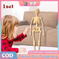 Human Skeleton Educational Teaching Aid Human Body skeleton Torso Human Skeleton Human Model