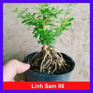 Cây Linh Sam 86 - cây cảnh bonsai để bàn