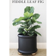 Ficus Lyrata/ Fiddle Fig Tree Live Tree Indoors Plant/ Pokok Hiasan Hidup Dalaman