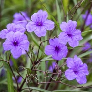 pokok ruellia purple