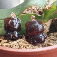 Mi0919 Myanmar Palm Amber Violet Melting Hole Honey Bear Rose Gold Buckle 13.3mmA32.4 X 25.5 X 20.8,