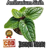 TANAMAN ANTHURIUM RADICANS / ANTHURIUM SIRIH