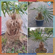 ปาล์มเคราฤาษี Old Man Palm คัดฟอร์มสวยส่งทุกต้น สินค้ามีจำนวนจำกัด