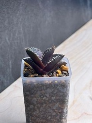 🦁🦁🦁龍舌蘭 嚴龍 紅獅