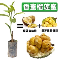 ❁❀✹Durian honey fruit tree seedlings jackfruit seedlings grafted fruit tree seedlings to ensure genu