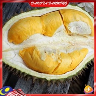 Anak Pokok Durian D600 Cepat Berbuah Import Dari Thailand