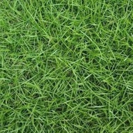 Rumput Carpet Japanese Grass Rumput Jepun Rumput murah