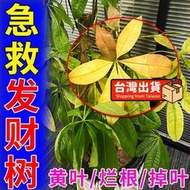 【花肥】【發財樹專用肥 】高效有機緩釋型氮磷鉀微量元素顆粒綠植通用肥料