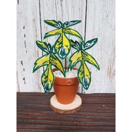Philodendron Florida Beauty Variegated Model