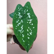 Keladi Rela / Caladium Rare plant