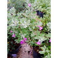 Pokok Bunga Texas Sage