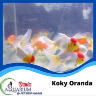 Ikan Mas Koki Koky Oranda Jambul Resket Aquarium Tawar