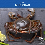 Live Mud Crabs 500-700G